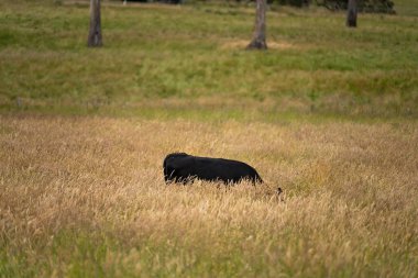 Wagyu angusu inekleri. Sağlıklı sığır sürüsü, yemyeşil otlakta otluyor. Avustralya 'da Yenilenebilir Sürdürülebilir Avustralya Tarım, Sorumlu Hayvancılık ve Doğal Çevre ilkbaharı