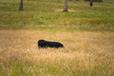 Yeşil yemyeşil çayırlarda otlayan inek sürüsü. Bir barajı, ağaçları ve otlağı olan geniş bir Avustralya Çiftliği manzarası. Kırsal Tarım ve Sürdürülebilir Arazi Yönetimi Avustralya