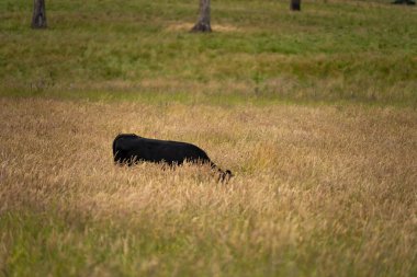 Wagyu angusu inekleri. Sağlıklı sığır sürüsü, yemyeşil otlakta otluyor. Avustralya 'da Yenilenebilir Sürdürülebilir Avustralya Tarım, Sorumlu Hayvancılık ve Doğal Çevre ilkbaharı