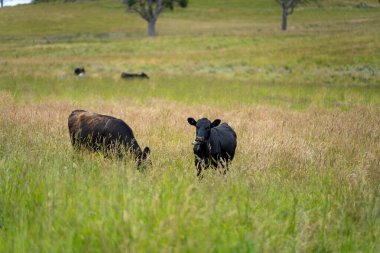 Wagyu angusu inekleri. Sağlıklı sığır sürüsü, yemyeşil otlakta otluyor. Avustralya 'da Yenilenebilir Sürdürülebilir Avustralya Tarım, Sorumlu Hayvancılık ve Doğal Çevre ilkbaharı