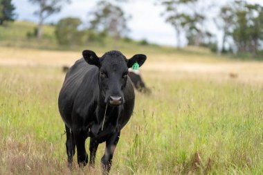 Wagyu angusu inekleri. Sağlıklı sığır sürüsü, yemyeşil otlakta otluyor. Avustralya 'da Yenilenebilir Sürdürülebilir Avustralya Tarım, Sorumlu Hayvancılık ve Doğal Çevre ilkbaharı