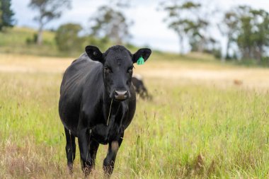 Wagyu angusu inekleri. Sağlıklı sığır sürüsü, yemyeşil otlakta otluyor. Avustralya 'da Yenilenebilir Sürdürülebilir Avustralya Tarım, Sorumlu Hayvancılık ve Doğal Çevre ilkbaharı