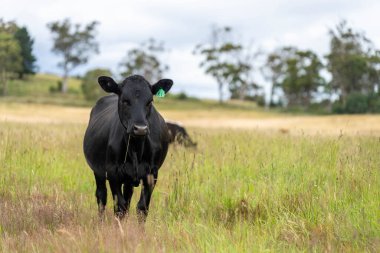 Wagyu angusu inekleri. Sağlıklı sığır sürüsü, yemyeşil otlakta otluyor. Avustralya 'da Yenilenebilir Sürdürülebilir Avustralya Tarım, Sorumlu Hayvancılık ve Doğal Çevre ilkbaharı