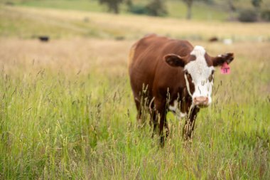 Yeşil yemyeşil çayırlarda otlayan inek sürüsü. Bir barajı, ağaçları ve otlağı olan geniş bir Avustralya Çiftliği manzarası. Kırsal Tarım ve Sürdürülebilir Arazi Yönetimi Avustralya