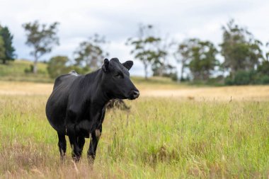 Wagyu angusu inekleri. Sağlıklı sığır sürüsü, yemyeşil otlakta otluyor. Avustralya 'da Yenilenebilir Sürdürülebilir Avustralya Tarım, Sorumlu Hayvancılık ve Doğal Çevre ilkbaharı