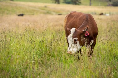 Wagyu angusu inekleri. Sağlıklı sığır sürüsü, yemyeşil otlakta otluyor. Avustralya 'da Yenilenebilir Sürdürülebilir Avustralya Tarım, Sorumlu Hayvancılık ve Doğal Çevre ilkbaharı