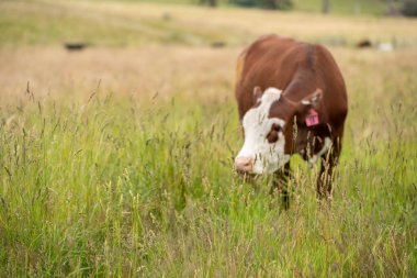 Wagyu angusu inekleri. Sağlıklı sığır sürüsü, yemyeşil otlakta otluyor. Avustralya 'da Yenilenebilir Sürdürülebilir Avustralya Tarım, Sorumlu Hayvancılık ve Doğal Çevre ilkbaharı