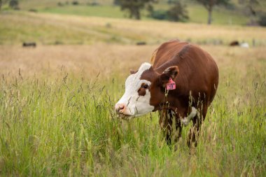 Wagyu angusu inekleri. Sağlıklı sığır sürüsü, yemyeşil otlakta otluyor. Avustralya 'da Yenilenebilir Sürdürülebilir Avustralya Tarım, Sorumlu Hayvancılık ve Doğal Çevre ilkbaharı