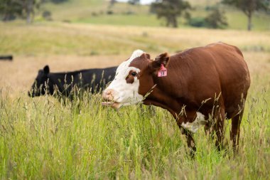 Wagyu angusu inekleri. Sağlıklı sığır sürüsü, yemyeşil otlakta otluyor. Avustralya 'da Yenilenebilir Sürdürülebilir Avustralya Tarım, Sorumlu Hayvancılık ve Doğal Çevre ilkbaharı