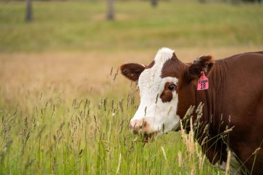 Wagyu angusu inekleri. Sağlıklı sığır sürüsü, yemyeşil otlakta otluyor. Avustralya 'da Yenilenebilir Sürdürülebilir Avustralya Tarım, Sorumlu Hayvancılık ve Doğal Çevre ilkbaharı