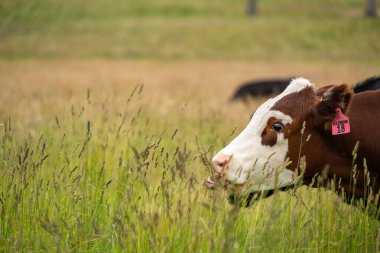 Wagyu angusu inekleri. Sağlıklı sığır sürüsü, yemyeşil otlakta otluyor. Avustralya 'da Yenilenebilir Sürdürülebilir Avustralya Tarım, Sorumlu Hayvancılık ve Doğal Çevre ilkbaharı
