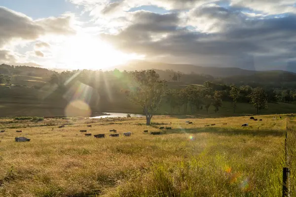 Çiklet ağacı ormanları yemyeşil çayırlarda yetişiyor. Yenilenebilir Sürdürülebilir Avustralya Tarım, Okaliptüs Ağaçlı Avustralya Manzarası Altın Çayırlık tarım arazisi