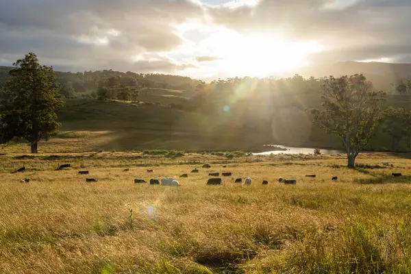 Wagyu angusu inekleri. Sağlıklı sığır sürüsü, yemyeşil otlakta otluyor. Avustralya 'da Yenilenebilir Sürdürülebilir Avustralya Tarım, Sorumlu Hayvancılık ve Doğal Çevre ilkbaharı