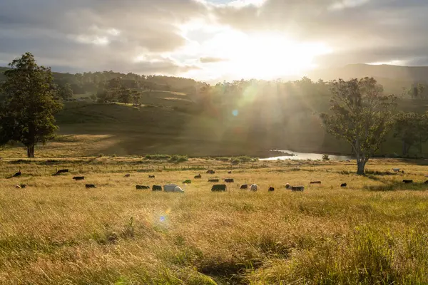 Yeşil yemyeşil çayırlarda otlayan inek sürüsü. Bir barajı, ağaçları ve otlağı olan geniş bir Avustralya Çiftliği manzarası. Kırsal Tarım ve Sürdürülebilir Arazi Yönetimi Avustralya