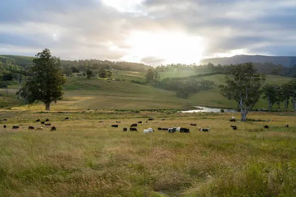 Yeşil yemyeşil çayırlarda otlayan inek sürüsü. Bir barajı, ağaçları ve otlağı olan geniş bir Avustralya Çiftliği manzarası. Kırsal Tarım ve Sürdürülebilir Arazi Yönetimi Avustralya