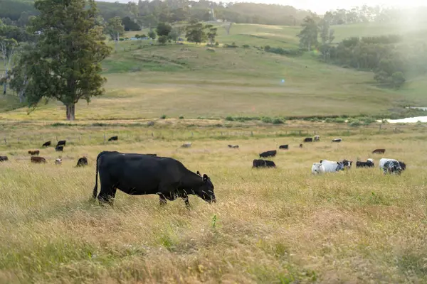 Yeşil yemyeşil çayırlarda otlayan inek sürüsü. Bir barajı, ağaçları ve otlağı olan geniş bir Avustralya Çiftliği manzarası. Kırsal Tarım ve Sürdürülebilir Arazi Yönetimi Avustralya