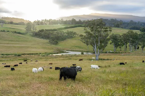 Yeşil yemyeşil çayırlarda otlayan inek sürüsü. Bir barajı, ağaçları ve otlağı olan geniş bir Avustralya Çiftliği manzarası. Kırsal Tarım ve Sürdürülebilir Arazi Yönetimi Avustralya