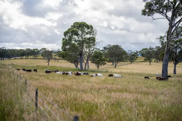 Yeşil yemyeşil çayırlarda otlayan inek sürüsü. Bir barajı, ağaçları ve otlağı olan geniş bir Avustralya Çiftliği manzarası. Kırsal Tarım ve Sürdürülebilir Arazi Yönetimi Avustralya