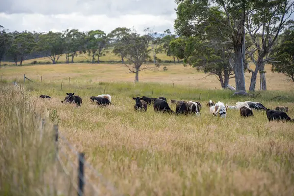 Wagyu angusu inekleri. Sağlıklı sığır sürüsü, yemyeşil otlakta otluyor. Avustralya 'da Yenilenebilir Sürdürülebilir Avustralya Tarım, Sorumlu Hayvancılık ve Doğal Çevre ilkbaharı