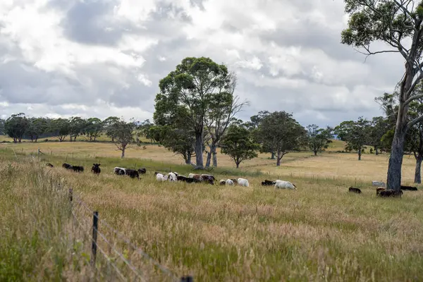 Wagyu angusu inekleri. Sağlıklı sığır sürüsü, yemyeşil otlakta otluyor. Avustralya 'da Yenilenebilir Sürdürülebilir Avustralya Tarım, Sorumlu Hayvancılık ve Doğal Çevre ilkbaharı
