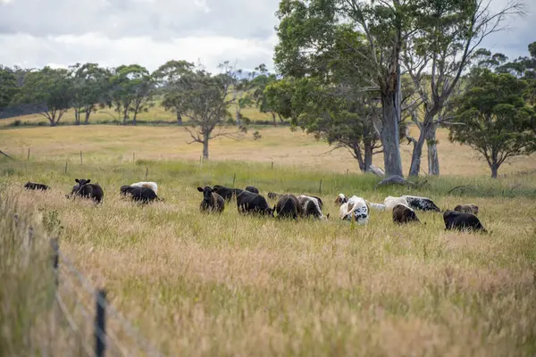 Wagyu angusu inekleri. Sağlıklı sığır sürüsü, yemyeşil otlakta otluyor. Avustralya 'da Yenilenebilir Sürdürülebilir Avustralya Tarım, Sorumlu Hayvancılık ve Doğal Çevre ilkbaharı