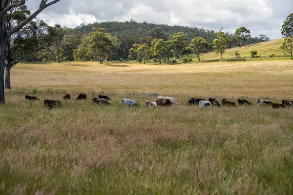 Yeşil yemyeşil çayırlarda otlayan inek sürüsü. Bir barajı, ağaçları ve otlağı olan geniş bir Avustralya Çiftliği manzarası. Kırsal Tarım ve Sürdürülebilir Arazi Yönetimi Avustralya