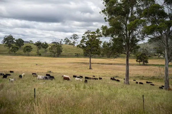 Wagyu angusu inekleri. Sağlıklı sığır sürüsü, yemyeşil otlakta otluyor. Avustralya 'da Yenilenebilir Sürdürülebilir Avustralya Tarım, Sorumlu Hayvancılık ve Doğal Çevre ilkbaharı