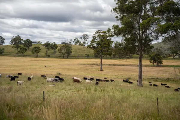 Wagyu angusu inekleri. Sağlıklı sığır sürüsü, yemyeşil otlakta otluyor. Avustralya 'da Yenilenebilir Sürdürülebilir Avustralya Tarım, Sorumlu Hayvancılık ve Doğal Çevre ilkbaharı