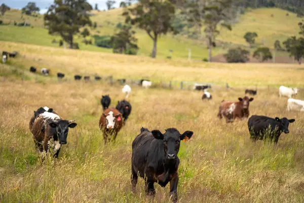 Yeşil yemyeşil çayırlarda otlayan inek sürüsü. Bir barajı, ağaçları ve otlağı olan geniş bir Avustralya Çiftliği manzarası. Kırsal Tarım ve Sürdürülebilir Arazi Yönetimi Avustralya