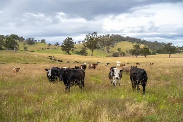 Yeşil yemyeşil çayırlarda otlayan inek sürüsü. Bir barajı, ağaçları ve otlağı olan geniş bir Avustralya Çiftliği manzarası. Kırsal Tarım ve Sürdürülebilir Arazi Yönetimi Avustralya