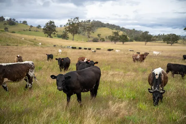 Wagyu angusu inekleri. Sağlıklı sığır sürüsü, yemyeşil otlakta otluyor. Avustralya 'da Yenilenebilir Sürdürülebilir Avustralya Tarım, Sorumlu Hayvancılık ve Doğal Çevre ilkbaharı