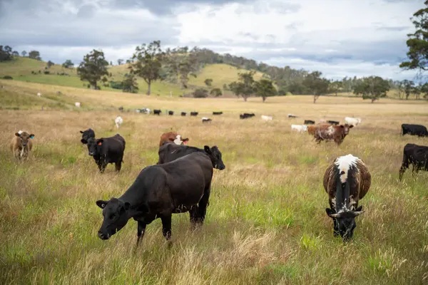 Yeşil yemyeşil çayırlarda otlayan inek sürüsü. Bir barajı, ağaçları ve otlağı olan geniş bir Avustralya Çiftliği manzarası. Kırsal Tarım ve Sürdürülebilir Arazi Yönetimi Avustralya