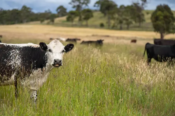 Wagyu angusu inekleri. Sağlıklı sığır sürüsü, yemyeşil otlakta otluyor. Avustralya 'da Yenilenebilir Sürdürülebilir Avustralya Tarım, Sorumlu Hayvancılık ve Doğal Çevre ilkbaharı