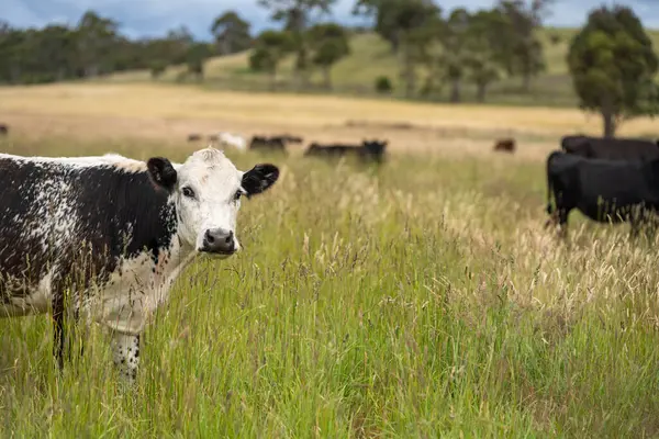 Wagyu angusu inekleri. Sağlıklı sığır sürüsü, yemyeşil otlakta otluyor. Avustralya 'da Yenilenebilir Sürdürülebilir Avustralya Tarım, Sorumlu Hayvancılık ve Doğal Çevre ilkbaharı