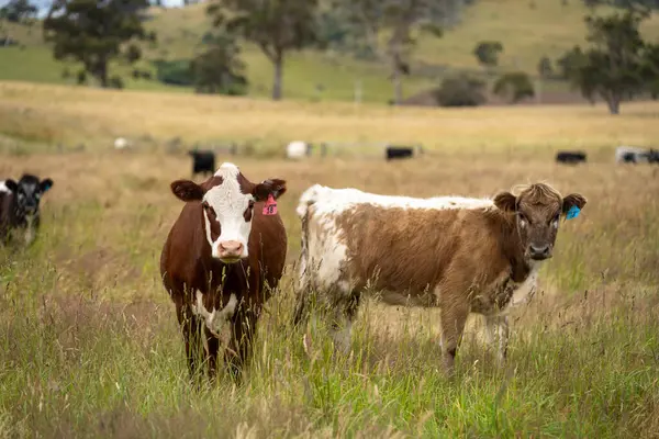 Wagyu angusu inekleri. Sağlıklı sığır sürüsü, yemyeşil otlakta otluyor. Avustralya 'da Yenilenebilir Sürdürülebilir Avustralya Tarım, Sorumlu Hayvancılık ve Doğal Çevre ilkbaharı