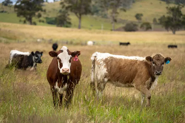 Wagyu angusu inekleri. Sağlıklı sığır sürüsü, yemyeşil otlakta otluyor. Avustralya 'da Yenilenebilir Sürdürülebilir Avustralya Tarım, Sorumlu Hayvancılık ve Doğal Çevre ilkbaharı