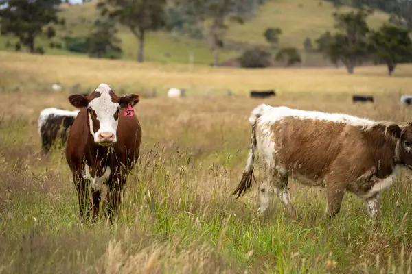 Yeşil yemyeşil çayırlarda otlayan inek sürüsü. Bir barajı, ağaçları ve otlağı olan geniş bir Avustralya Çiftliği manzarası. Kırsal Tarım ve Sürdürülebilir Arazi Yönetimi Avustralya