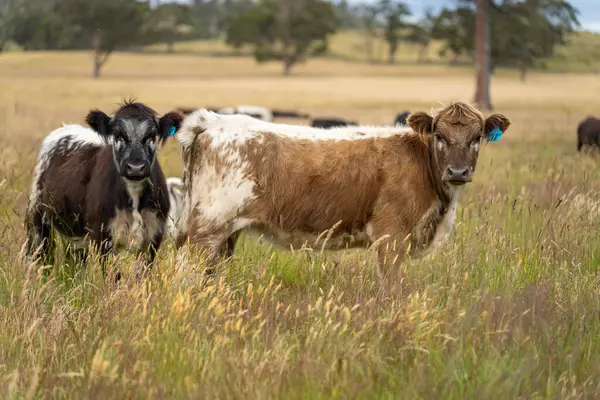 Wagyu angusu inekleri. Sağlıklı sığır sürüsü, yemyeşil otlakta otluyor. Avustralya 'da Yenilenebilir Sürdürülebilir Avustralya Tarım, Sorumlu Hayvancılık ve Doğal Çevre ilkbaharı