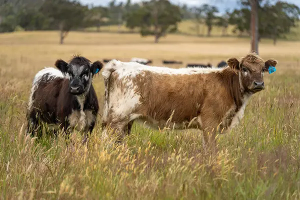 Wagyu angusu inekleri. Sağlıklı sığır sürüsü, yemyeşil otlakta otluyor. Avustralya 'da Yenilenebilir Sürdürülebilir Avustralya Tarım, Sorumlu Hayvancılık ve Doğal Çevre ilkbaharı