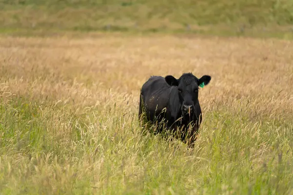 Wagyu angusu inekleri. Sağlıklı sığır sürüsü, yemyeşil otlakta otluyor. Avustralya 'da Yenilenebilir Sürdürülebilir Avustralya Tarım, Sorumlu Hayvancılık ve Doğal Çevre ilkbaharı