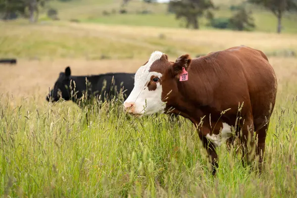Wagyu angusu inekleri. Sağlıklı sığır sürüsü, yemyeşil otlakta otluyor. Avustralya 'da Yenilenebilir Sürdürülebilir Avustralya Tarım, Sorumlu Hayvancılık ve Doğal Çevre ilkbaharı