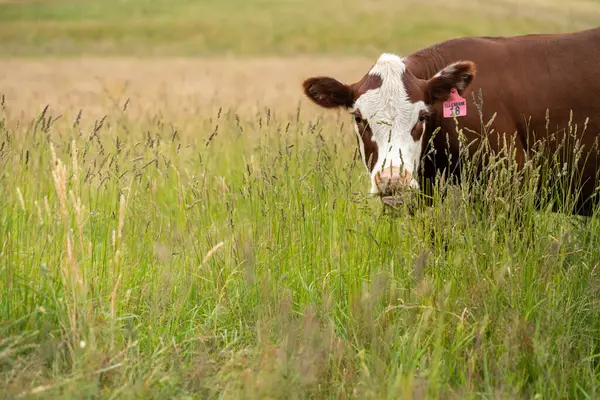 Wagyu angusu inekleri. Sağlıklı sığır sürüsü, yemyeşil otlakta otluyor. Avustralya 'da Yenilenebilir Sürdürülebilir Avustralya Tarım, Sorumlu Hayvancılık ve Doğal Çevre ilkbaharı