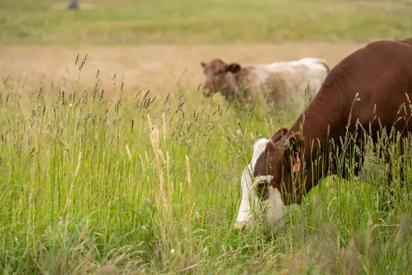 Wagyu angusu inekleri. Sağlıklı sığır sürüsü, yemyeşil otlakta otluyor. Avustralya 'da Yenilenebilir Sürdürülebilir Avustralya Tarım, Sorumlu Hayvancılık ve Doğal Çevre ilkbaharı