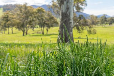 Çiklet ağacı ormanları yemyeşil çayırlarda yetişiyor. Yenilenebilir Sürdürülebilir Avustralya Tarım, Okaliptüs Ağaçlı Avustralya Manzarası Altın Çayırlık tarım arazisi