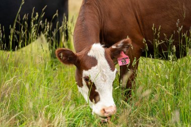 Wagyu angusu inekleri. Sağlıklı sığır sürüsü, yemyeşil otlakta otluyor. Avustralya 'da Yenilenebilir Sürdürülebilir Avustralya Tarım, Sorumlu Hayvancılık ve Doğal Çevre ilkbaharı