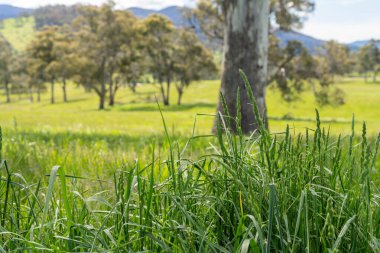 Çiklet ağacı ormanları yemyeşil çayırlarda yetişiyor. Yenilenebilir Sürdürülebilir Avustralya Tarım, Okaliptüs Ağaçlı Avustralya Manzarası Altın Çayırlık tarım arazisi