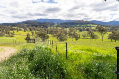 Çiklet ağacı ormanları yemyeşil çayırlarda yetişiyor. Yenilenebilir Sürdürülebilir Avustralya Tarım, Okaliptüs Ağaçlı Avustralya Manzarası Altın Çayırlık tarım arazisi