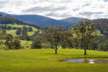 Çiklet ağacı ormanları yemyeşil çayırlarda yetişiyor. Yenilenebilir Sürdürülebilir Avustralya Tarım, Okaliptüs Ağaçlı Avustralya Manzarası Altın Çayırlık tarım arazisi