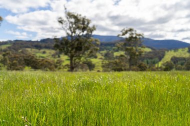Çiklet ağacı ormanları yemyeşil çayırlarda yetişiyor. Yenilenebilir Sürdürülebilir Avustralya Tarım, Okaliptüs Ağaçlı Avustralya Manzarası Altın Çayırlık tarım arazisi