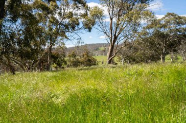Çiklet ağacı ormanları yemyeşil çayırlarda yetişiyor. Yenilenebilir Sürdürülebilir Avustralya Tarım, Okaliptüs Ağaçlı Avustralya Manzarası Altın Çayırlık tarım arazisi